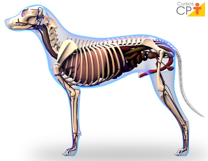 ¡Bienvenidos al curso de Anatomía Animal! 
En este curso, exploraremos la estructura y organización de los cuerpos de los ani